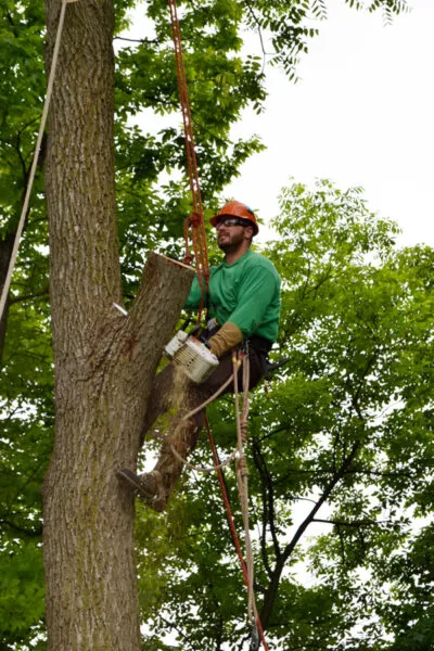 Frankenmuth Job Tree Removal